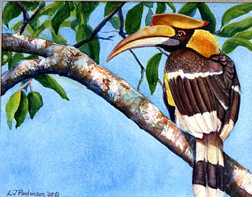 Great Indian Hornbill -  by Linda Parkinson