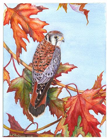 Autumn Kestrel - Male American Kestrel by Linda Parkinson