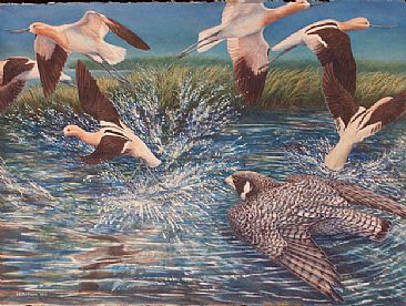 Avocet Rush (Sold) - Peregrine Falcon & American Avocets by Linda Parkinson