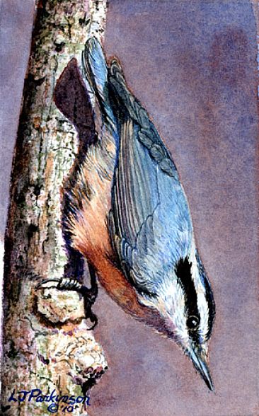Headin' Down (SOLD) - Red Breasted Nuthatch by Linda Parkinson