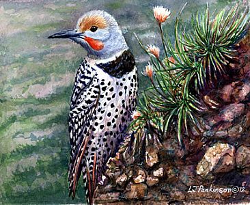 Red Shafted Flicker - SOLD by Linda Parkinson