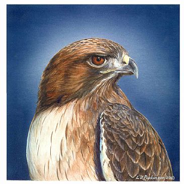 Red-Tail Portrait - Red-Tail Hawk by Linda Parkinson