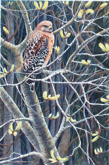 Among the Willows - Red-shouldered Hawk by Linda Parkinson