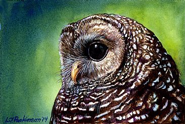 northern Spotted Owl portrait (SOLD) -  by Linda Parkinson