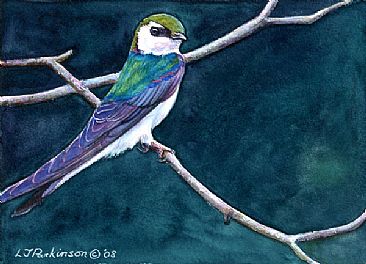 Violet Green Swallow -  by Linda Parkinson