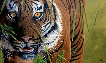 Sumatran Tiger - Tiger by Jonathan Truss