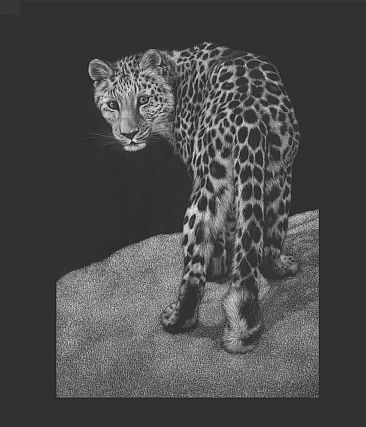 Kahn - Amur Leopard by Diane Versteeg