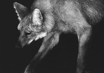 Maned Wolf I - Maned Wolf by Diane Versteeg