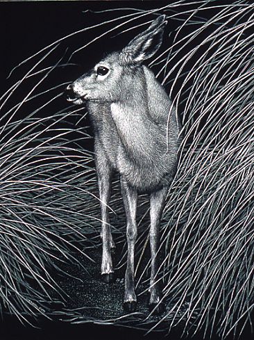 Mule Deer Doe - Mule Deer by Diane Versteeg