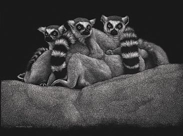 Ringtailed Lemurs - Ringtailed Lemurs by Diane Versteeg