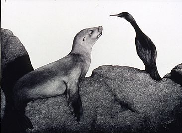 SeaLion & Cormorant - California SeaLion & Brandt's Cormorant by Diane Versteeg