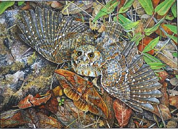 The Pounce - Elf Owl by Wayne Anderson