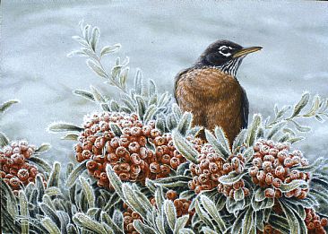 Happy Hour - Robin in Pyracantha by Kathleen  Dunn
