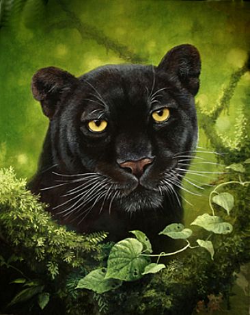 Black Jaguar -  by Harro Maass