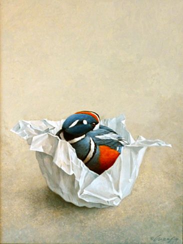 Harlecin Duck -  by Harro Maass