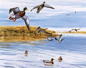 Tranquility Draws a Crowd - Mallard Ducks by Kenneth Helgren