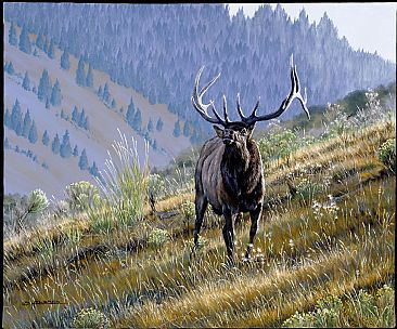 Looking for Trouble - Bull elk in Yellowstone National Park by Kenneth Helgren