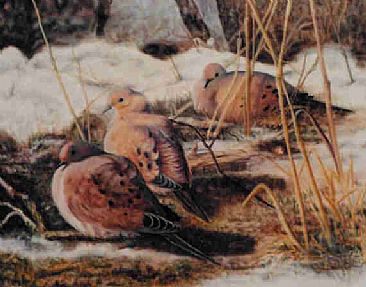 Spring Thaw - Mourning Doves by Betsy Popp