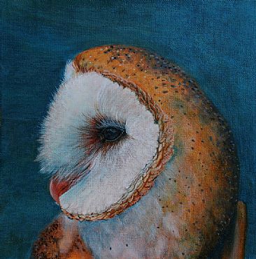 Barn Owl Portrait SOLD - Barn Owl by Betsy Popp