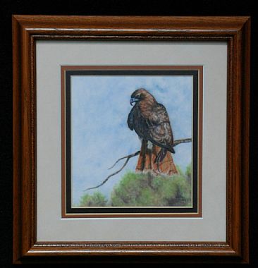 Adjusting the Perch - Red Tail Hawk by Betsy Popp