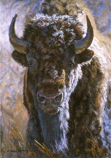 On the Edge - buffalo by Deb Gengler-Copple
