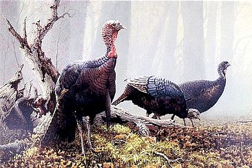 Woodland Foragers - Wild Turkeys by Christopher Walden