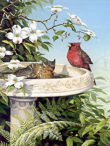 Serenade - Cardinals by Christopher Walden