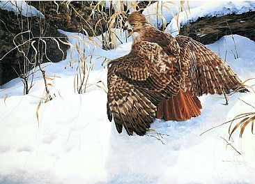Hidden Prize - Red  tail hawk by Christopher Walden