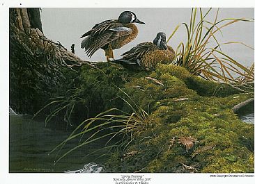 Spring Preening - Blue winged teals and a frog by Christopher Walden