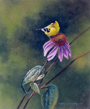 Garden Passage - Goldfinch and Coneflower by Arnold Nogy