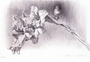 Gladiola Perch - Gladiola and Hummingbird by Arnold Nogy