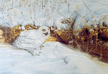 Narrow Escape - Snowy Owl by Arnold Nogy