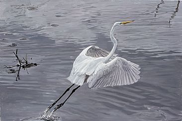 Study in Grays - A Great Egret takes flight on a gray day by Mary Louise O'Sullivan