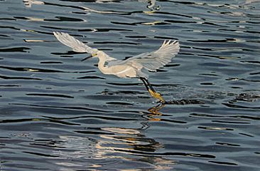 Snowy On Shimmering Water -  A snowy egret is skimming along over the water, dragging it's yellow feet to attract fish. by Mary Louise O'Sullivan
