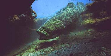 Goliath Grouper - Jupiter, Florida - Goliath Grouper (AKA Jewfish) by Karen Fischbein