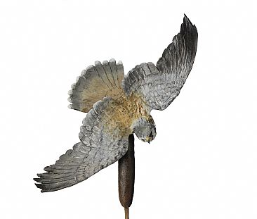 Reed Raider - American kestral diving down on a dragonfly by Brent Cooke