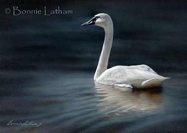 Dawning - Trumpeter Swan by Bonnie Latham