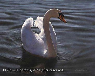 Morning Light - Mute Swan by Bonnie Latham