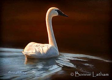 Elegance  - Trumpeter Swan by Bonnie Latham
