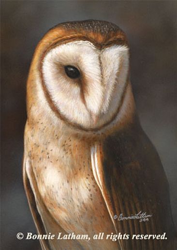 Barn Owl Portrait II - Barn Owl by Bonnie Latham