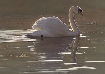 Peaceful Waters - Mute Swan - Mute Swan by Bonnie Latham