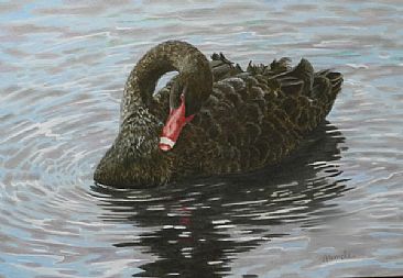 Almost Grown - Black Swan by Sandra Temple