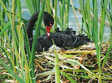 New Arrival - Black Swan and Cygnet (protected) by Sandra Temple