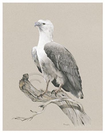 Majestic Superiority - Australian Sea Eagle by Sandra Temple