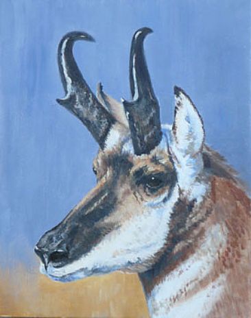 Pronghorn - Pronghorn Antelope by Kitty Whitehouse