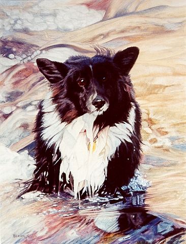 Skye in Water - Border Collie by Sally Berner