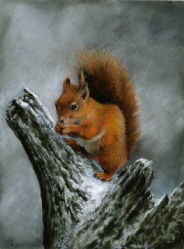 Red Squirrel in the Snow - European Red Squirrel by Lauren Bissell