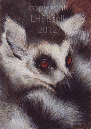 Ring Tailed Lemur - Ring Tailed Lemur by Lauren Bissell