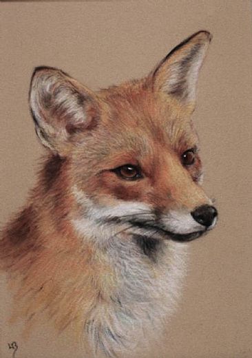 Red Fox - European Red Fox by Lauren Bissell