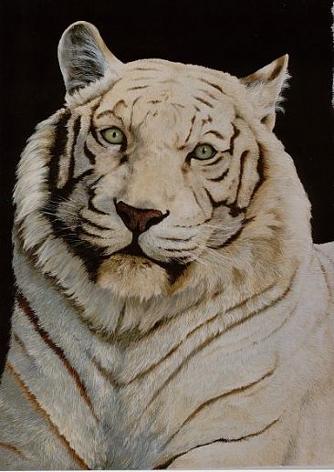 White Tiger - Captive bred white tiger by Lauren Bissell